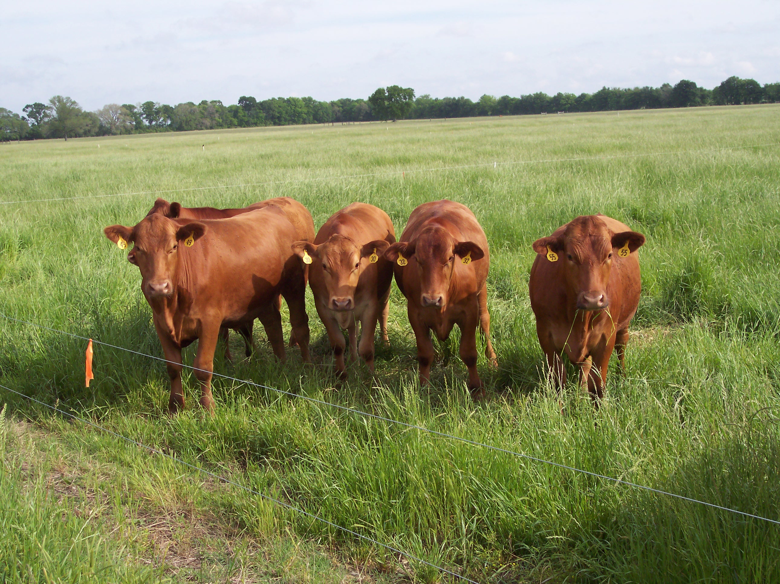 Forage Quality Basics and Beef Cattle Requirements